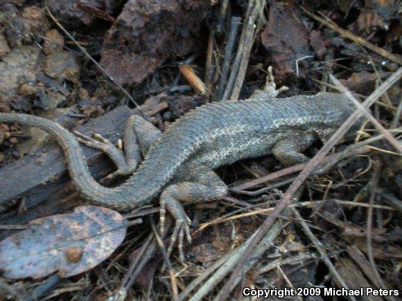 NorthWestern Fence Lizard (Sceloporus occidentalis occidentalis)