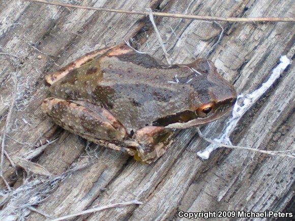 Sierran Treefrog (Pseudacris sierra)