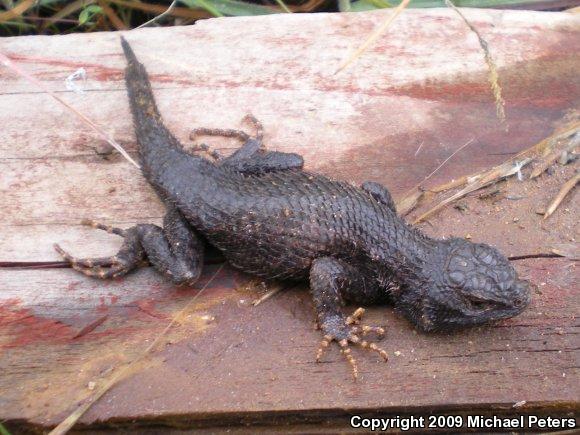 NorthWestern Fence Lizard (Sceloporus occidentalis occidentalis)