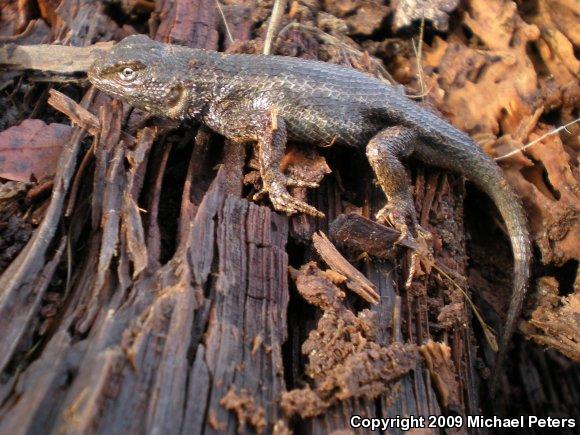 NorthWestern Fence Lizard (Sceloporus occidentalis occidentalis)