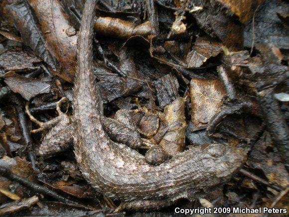 NorthWestern Fence Lizard (Sceloporus occidentalis occidentalis)