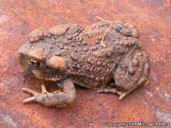 Western Toad (Anaxyrus boreas)