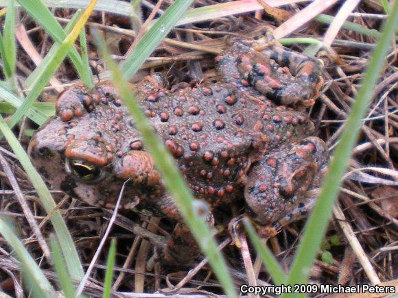 Western Toad (Anaxyrus boreas)