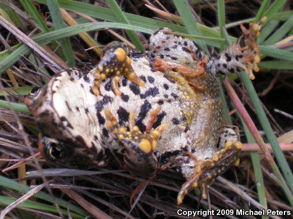 Western Toad (Anaxyrus boreas)