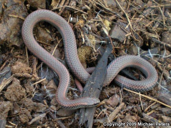 Sharp-tailed Snake (Contia tenuis)