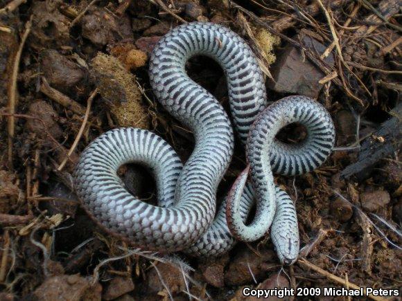 Sharp-tailed Snake (Contia tenuis)