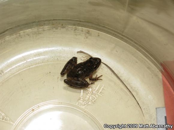 Eastern Cricket Frog (Acris crepitans crepitans)