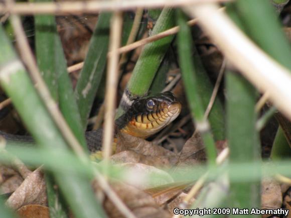 Yellow-bellied Watersnake (Nerodia erythrogaster flavigaster)