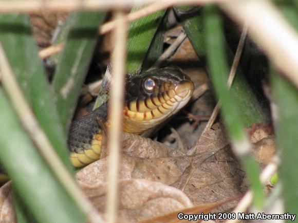 Yellow-bellied Watersnake (Nerodia erythrogaster flavigaster)