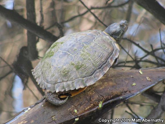 Red-eared Slider (Trachemys scripta elegans)