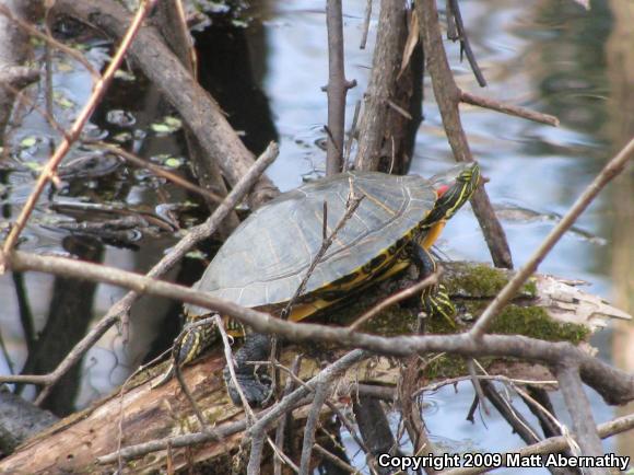 Red-eared Slider (Trachemys scripta elegans)