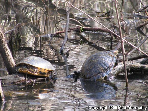 Red-eared Slider (Trachemys scripta elegans)