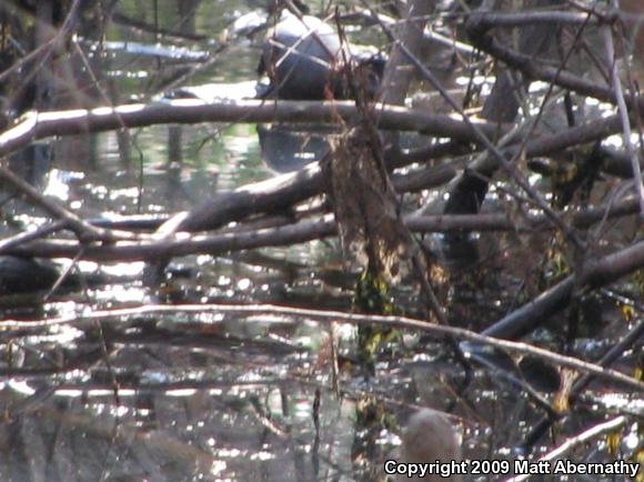 Eastern Mud Turtle (Kinosternon subrubrum subrubrum)