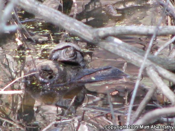 Eastern Mud Turtle (Kinosternon subrubrum subrubrum)