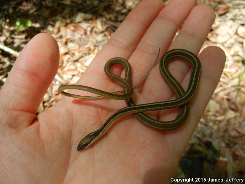 Eastern Ribbonsnake (Thamnophis Sauritus Sauritus)