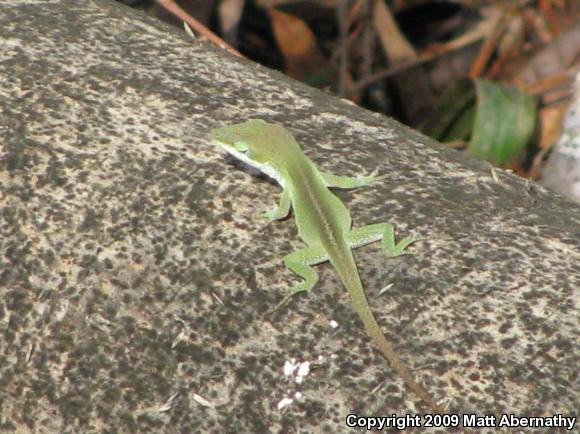 Northern Green Anole (Anolis carolinensis carolinensis)