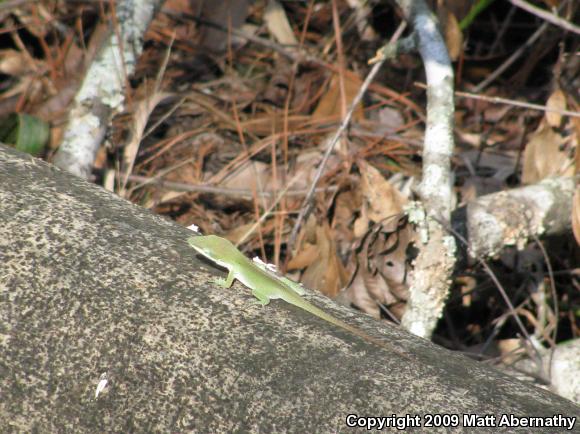 Northern Green Anole (Anolis carolinensis carolinensis)