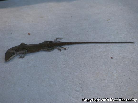 Northern Green Anole (Anolis carolinensis carolinensis)