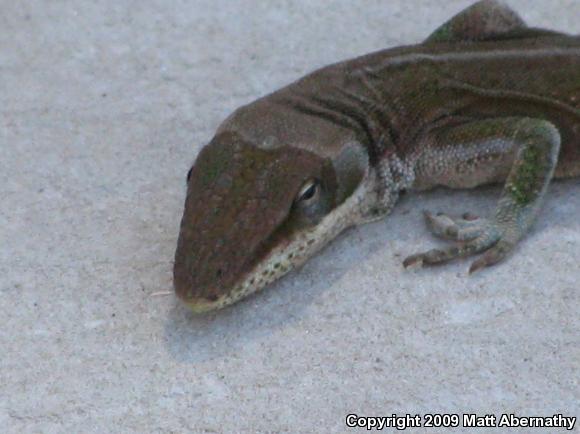 Northern Green Anole (Anolis carolinensis carolinensis)