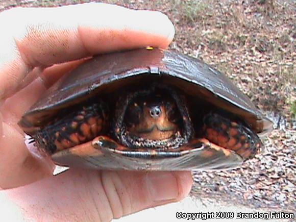 Spotted Turtle (Clemmys guttata)