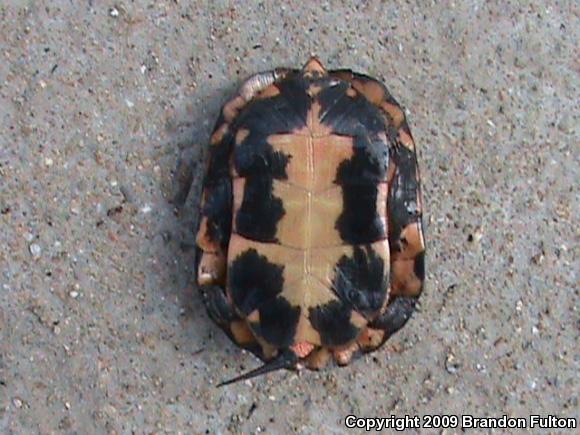 Spotted Turtle (Clemmys guttata)