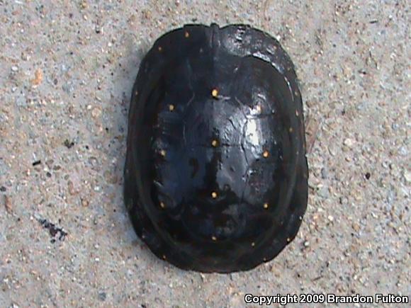 Spotted Turtle (Clemmys guttata)