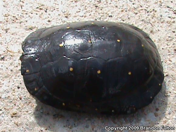 Spotted Turtle (Clemmys guttata)