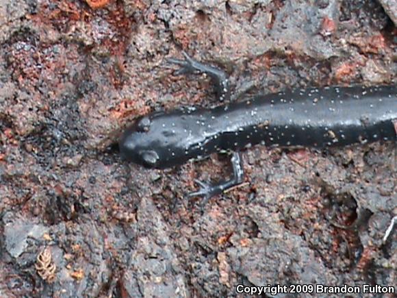 Atlantic Coast Slimy Salamander (Plethodon chlorobryonis)