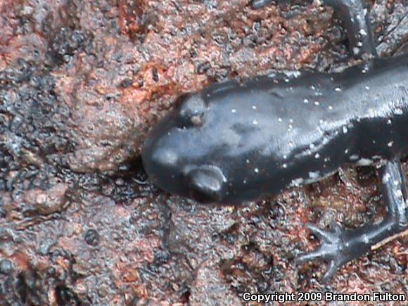 Atlantic Coast Slimy Salamander (Plethodon chlorobryonis)