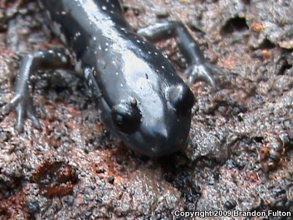 Atlantic Coast Slimy Salamander (Plethodon chlorobryonis)