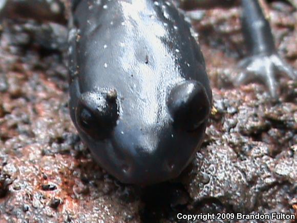 Atlantic Coast Slimy Salamander (Plethodon chlorobryonis)