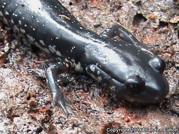 Atlantic Coast Slimy Salamander (Plethodon chlorobryonis)