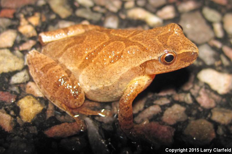 Spring Peeper (Pseudacris crucifer)