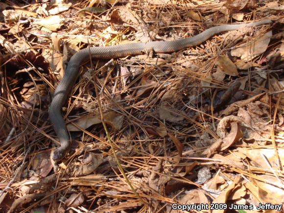 Southern Watersnake (Nerodia fasciata)