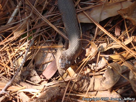 Southern Watersnake (Nerodia fasciata)