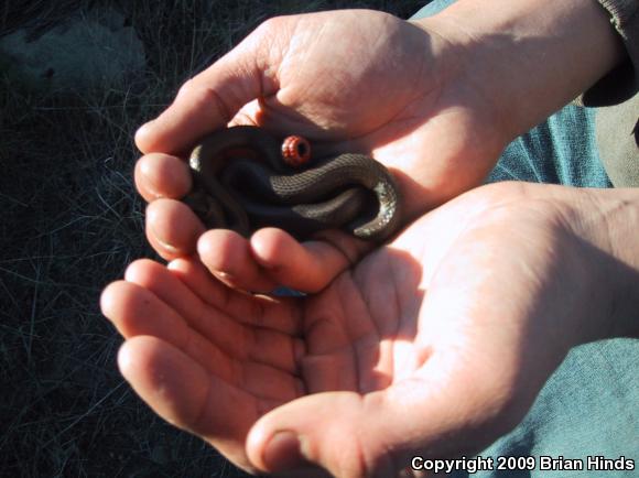 San Bernardino Ring-necked Snake (Diadophis punctatus modestus)