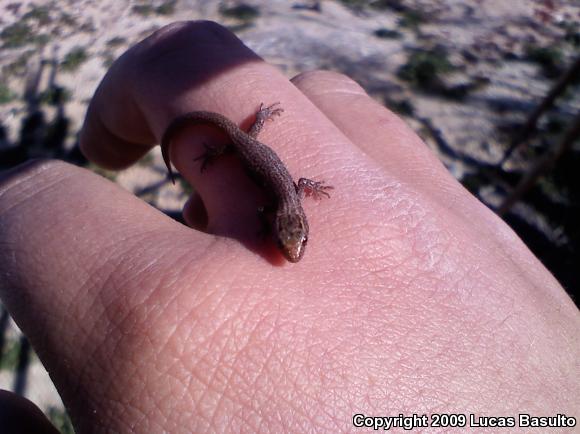 Desert Night Lizard (Xantusia vigilis vigilis)