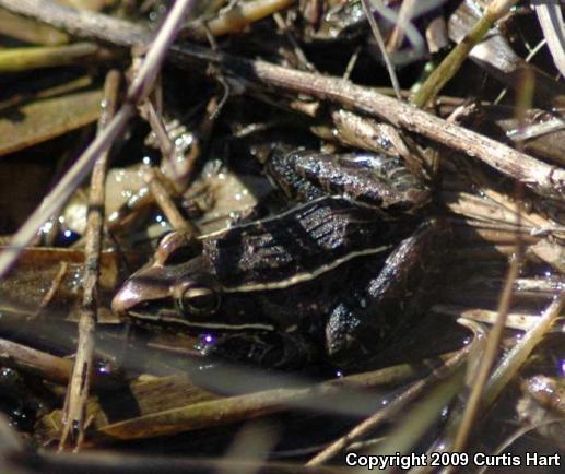 Southern Leopard Frog (Lithobates sphenocephalus)