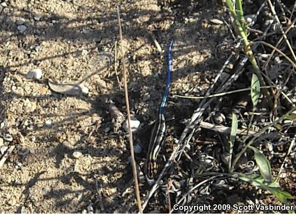 Five-lined Skink (Plestiodon fasciatus)