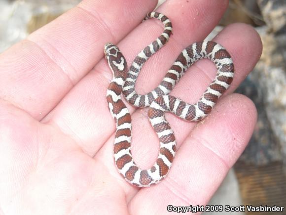 Eastern Milksnake (Lampropeltis triangulum triangulum)