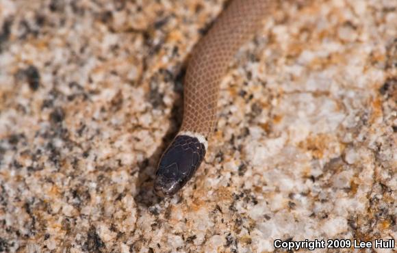 Western Black-headed Snake (Tantilla planiceps)