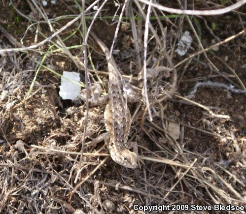 Western Side-blotched Lizard (Uta stansburiana elegans)