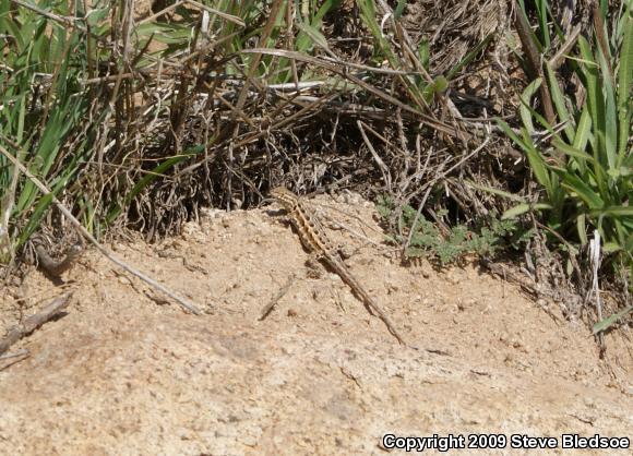 Western Side-blotched Lizard (Uta stansburiana elegans)