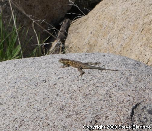 Western Side-blotched Lizard (Uta stansburiana elegans)