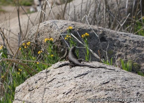 Granite Spiny Lizard (Sceloporus orcutti)