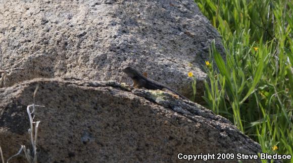 Granite Spiny Lizard (Sceloporus orcutti)