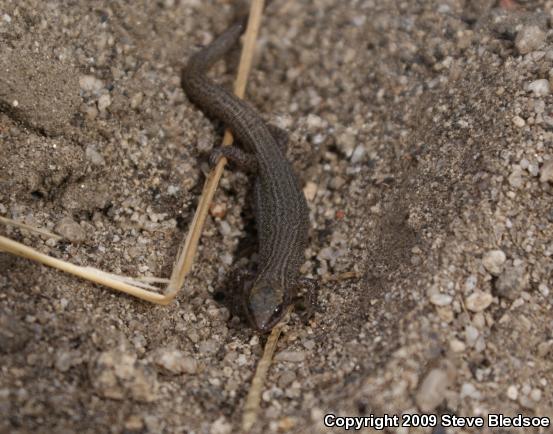 Desert Night Lizard (Xantusia vigilis vigilis)