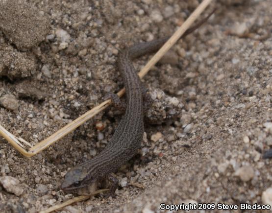 Desert Night Lizard (Xantusia vigilis vigilis)