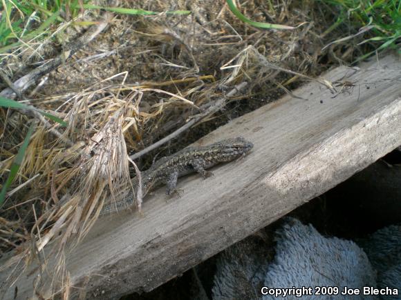 Common Side-blotched Lizard (Uta stansburiana)