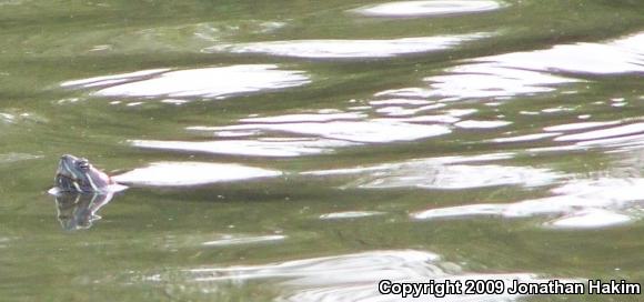 Red-eared Slider (Trachemys scripta elegans)